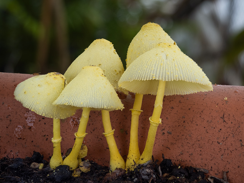 Leucocoprinus birnbaumii